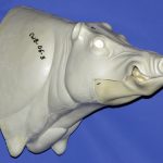 CWB06S CM Wild Boar - Closed Mouth