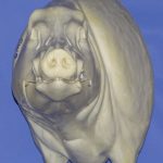 CWB07L CM Wild Boar - Closed Mouth