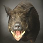 CWB07L Wild Boar - Open Mouth