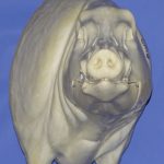 CWB07R CM Wild Boar - Closed Mouth