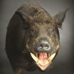 CWB07R Wild Boar - Open Mouth