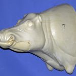 CWB07S CM Wild Boar - Closed Mouth