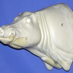 CWB08L CM Wild Boar - Closed Mouth