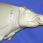 CWB08S CM Wild Boar - Closed Mouth