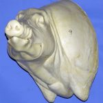 CWB09L CM Wild Boar - Closed Mouth