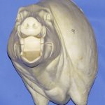 CWB09L Wild Boar - Open Mouth