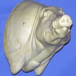 CWB09R CM Wild Boar - Closed Mouth