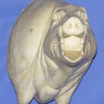 CWB09R Wild Boar - Open Mouth