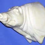 CWB10L CM Wild Boar - Closed Mouth