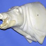 CWB10L Wild Boar - Open Mouth