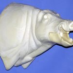 CWB10R Wild Boar - Open Mouth