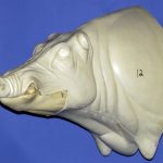 CWB12S CM Wild Boar - Closed Mouth