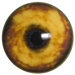 CY20 Coyote No Band 20 MM