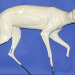 CY6477 Coyote - Brian Harness