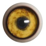 CY20WB Coyote with Band 20 MM