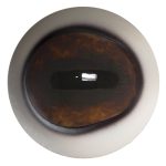 DCE36 Elk 36 MM Defined Cornea