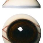 DCV30M 30MM Medium Color Defined Cornea with Veins