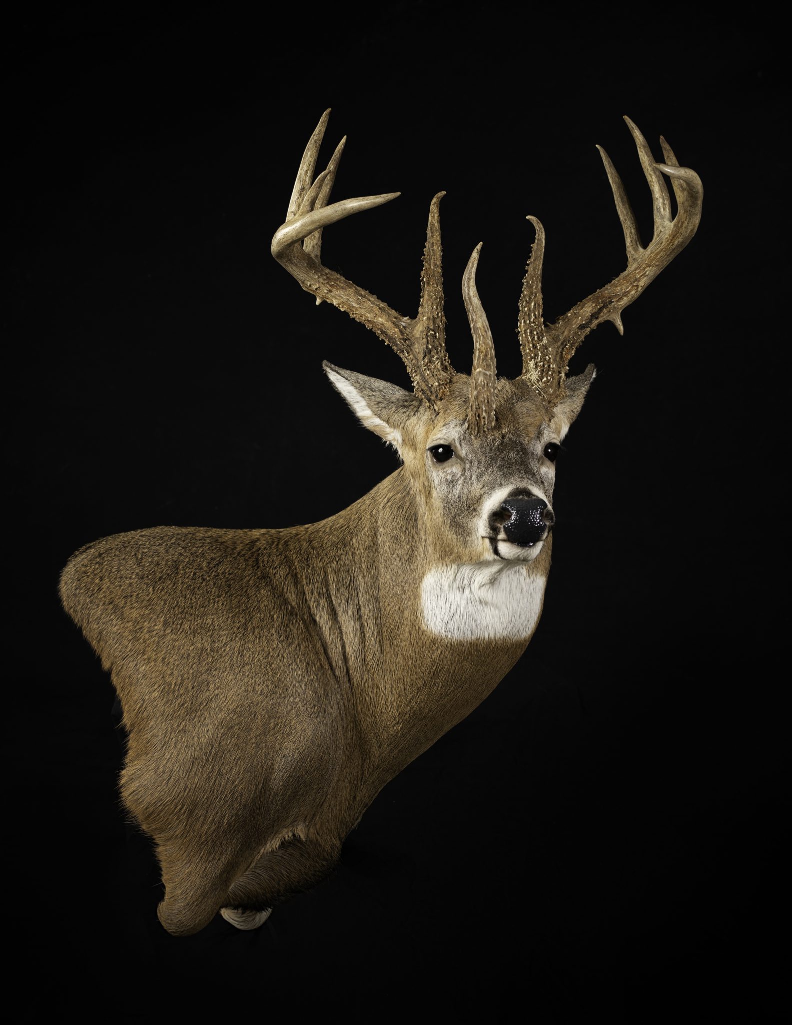 Whitetail Forms – Joe Coombs Classics, Inc.