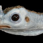 EHF1 Hen Flying Painted