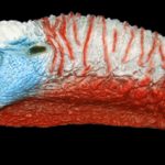 ETG2 Gobbling Medium - Painted