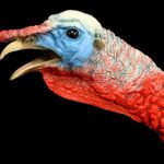 ETG3 Gobbling Large - Painted