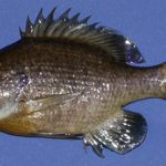 Freeze Dried Bluegill Left Side