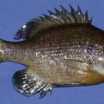 Freeze Dried Bluegill Right Side