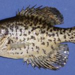 Freeze Dried Crappie Left Side