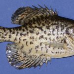 Freeze Dried Crappie Right Side