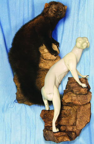 FR7110 Fisher - Brian Harness