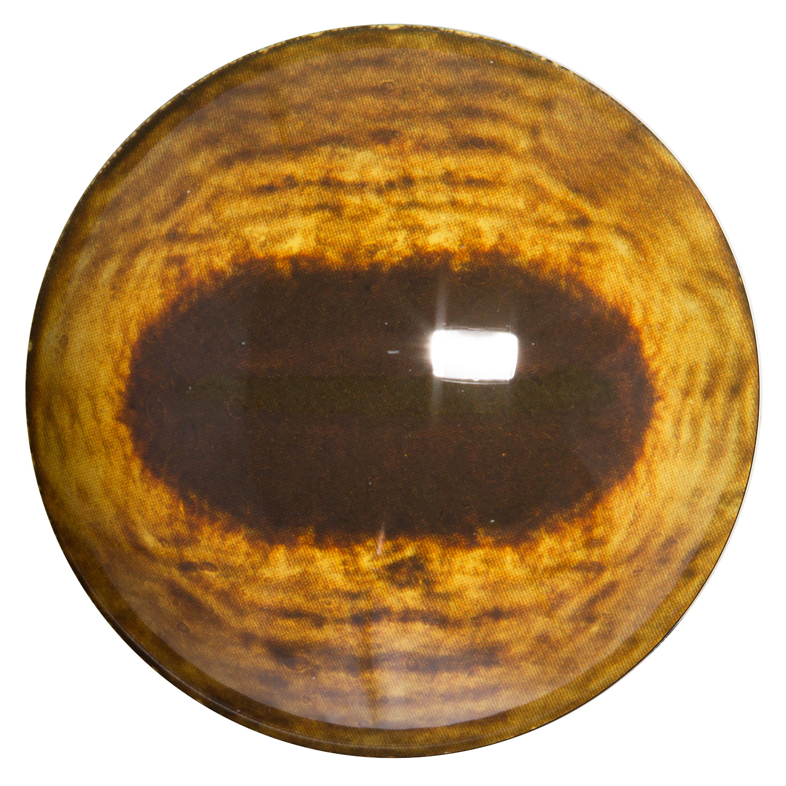 Fallow Deer Eyes Unbanded 32mm