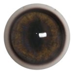 GF14WB Gray Fox with Band 14 MM