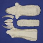 JSWB1-1 Unpainted - Tusk Length 1 3/4"