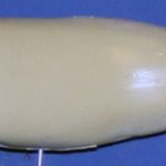 L194 Largemouth Bass (Body Action)