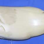 L2072 Largemouth Bass (Body Action)