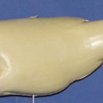 L210 Largemouth Bass (Body Action)