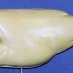 L330 Largemouth Bass (Body Action)