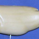 L430 Largemouth Bass (Body Action)