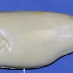 L432 Largemouth Bass (Body Action)