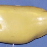 L446 Largemouth Bass ( Body Action)