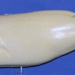 L635 Largemouth Bass (Body Action)