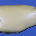 L650 Largemouth Bass (Body Action)