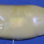 L654 Largemouth Bass (Body Action)