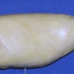 L660 Largemouth Bass (Body Action)