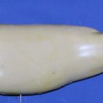 L750 Largemouth Bass ( Body Action)