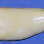 L760 Largemouth Bass (Body Action)