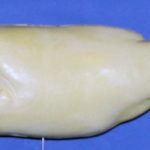 L762 Largemouth Bass (Body Action)