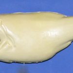 L771 Largemouth Bass (Body Action)