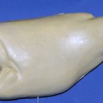 L782 Largemouth Bass (Body Action)