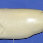 L852 - Largemouth Bass (Body Action)